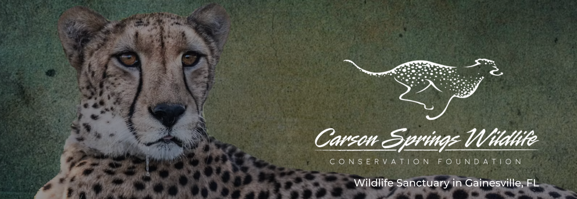 Cheetah from Carson Springs Wildlife Conservation Foundation
