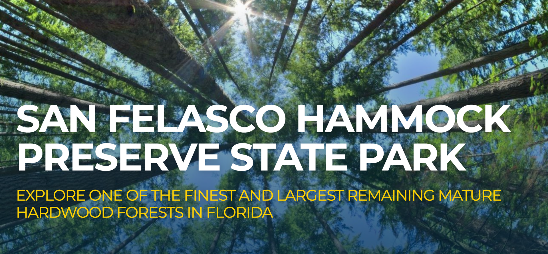 San Felasco Hammock Preserve State Park : A Perfect Adventure for StayGainesville guests