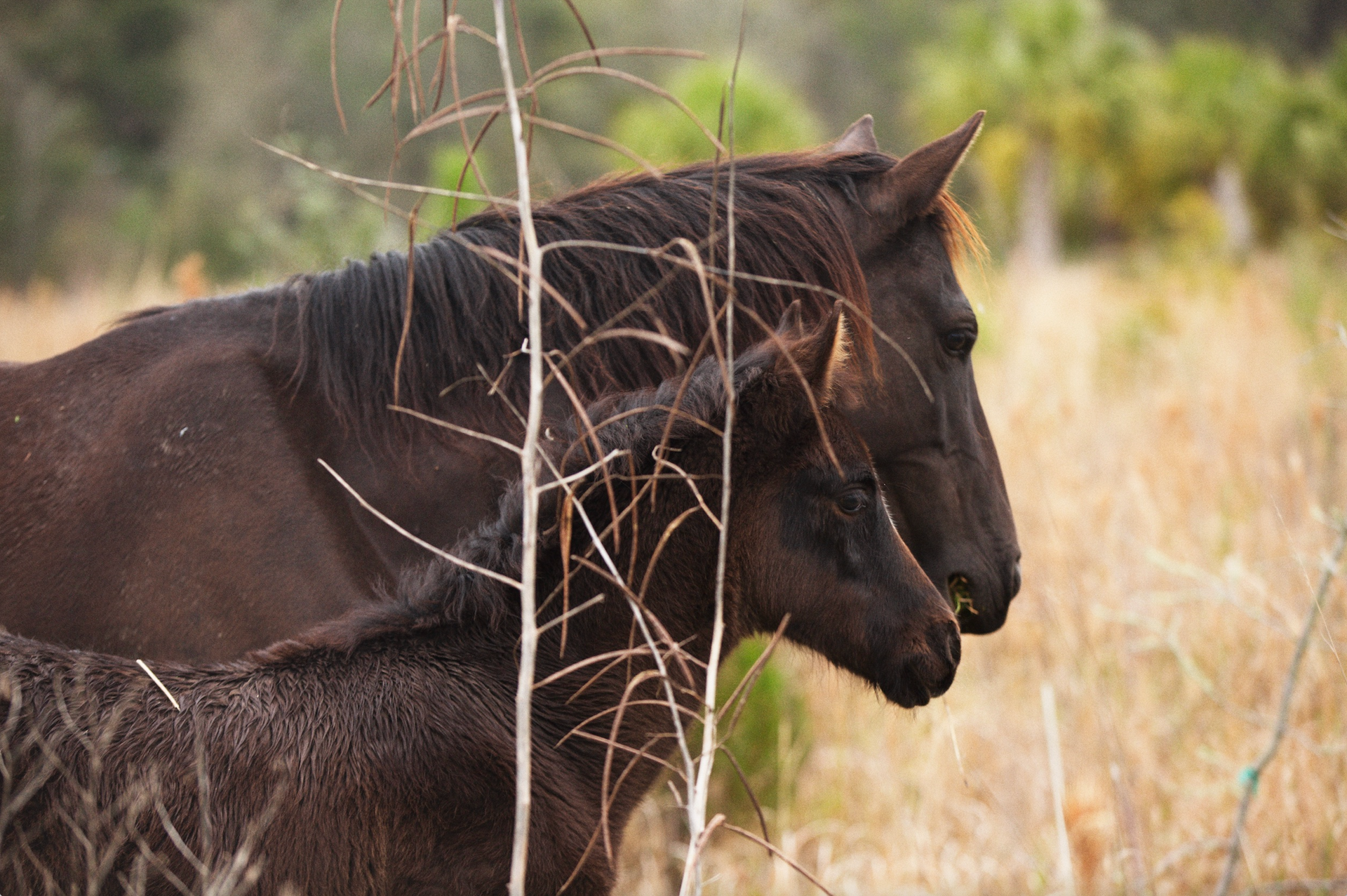 Wild horses living on Paynes Prairie Preserve State Park in Gainesville, FL and Micanopy, FL