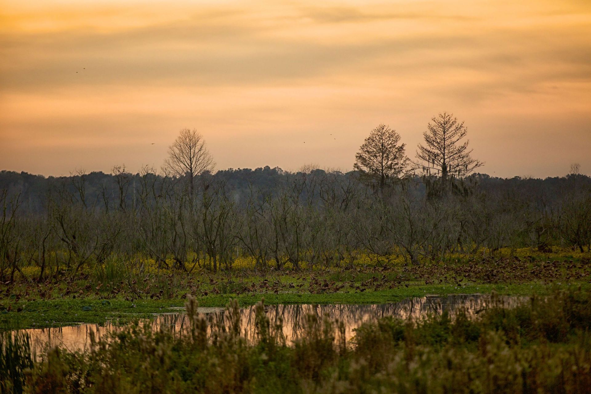 Sweetwater Wetlands Park