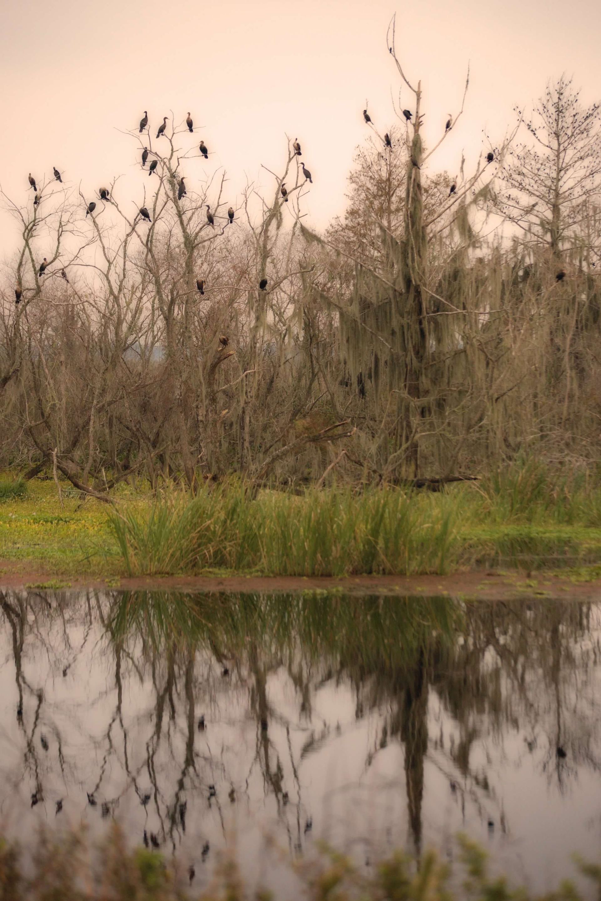 Sweetwater Wetlands Park