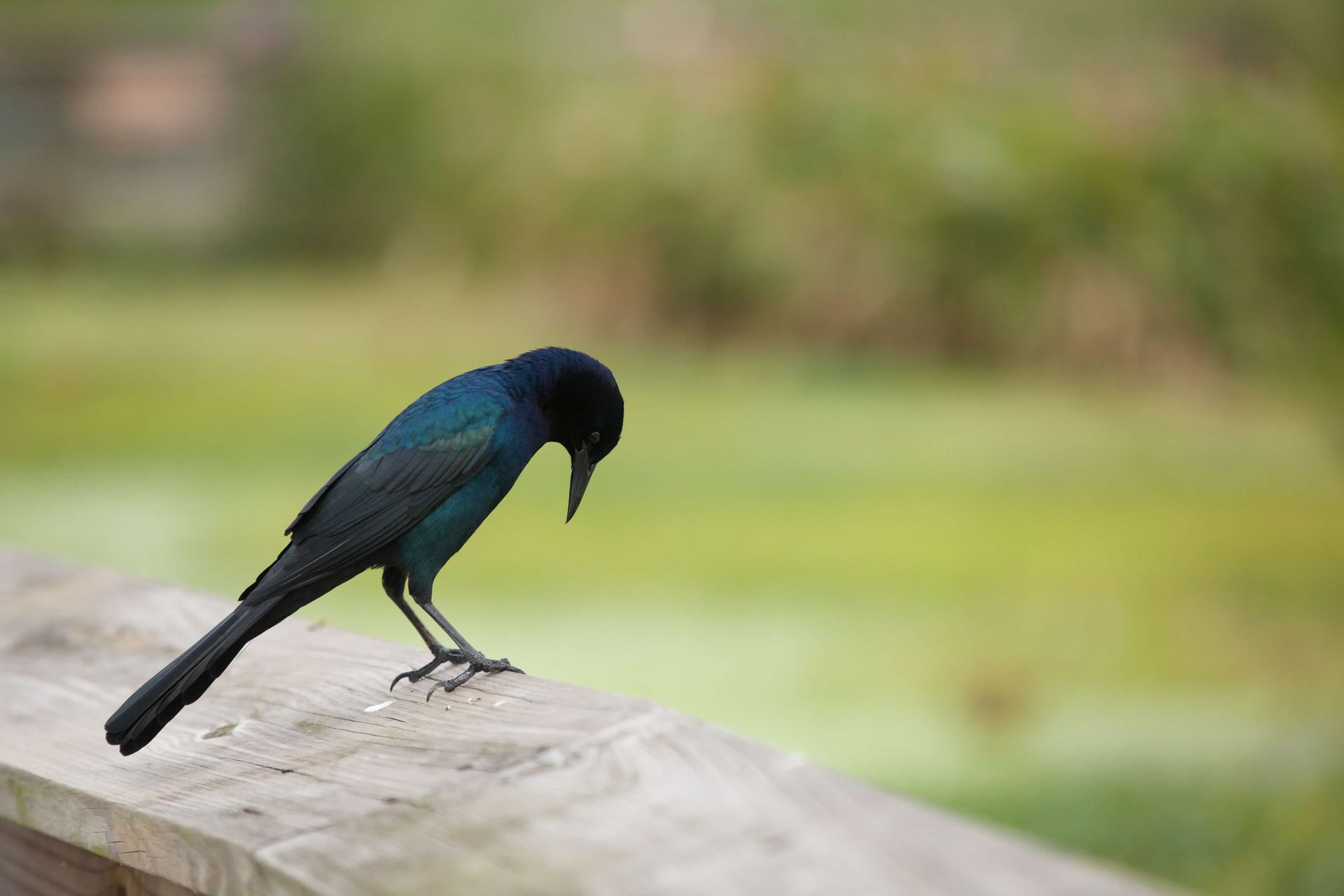 Sweetwater Wetlands Park