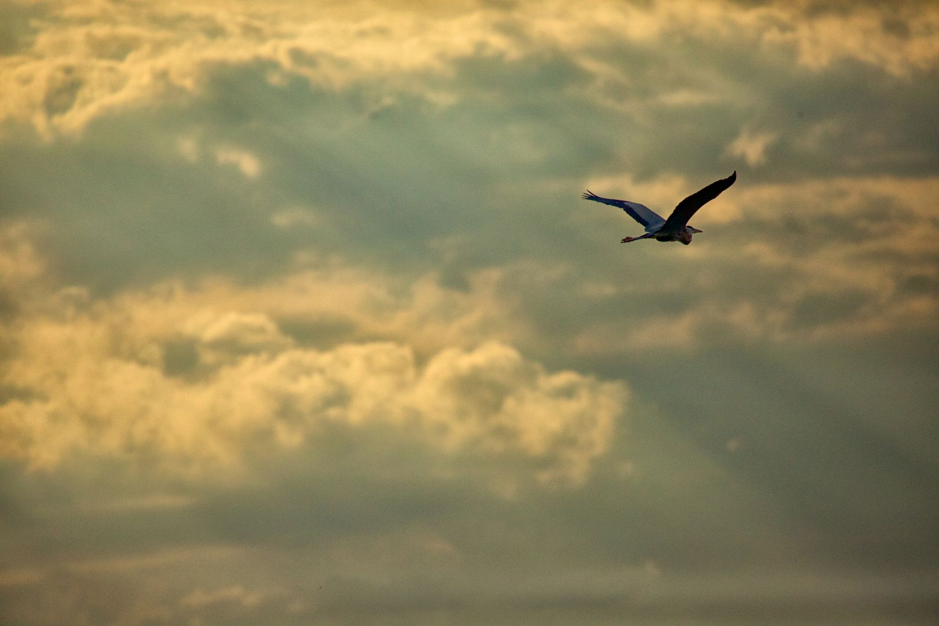 Sweetwater Wetlands Park