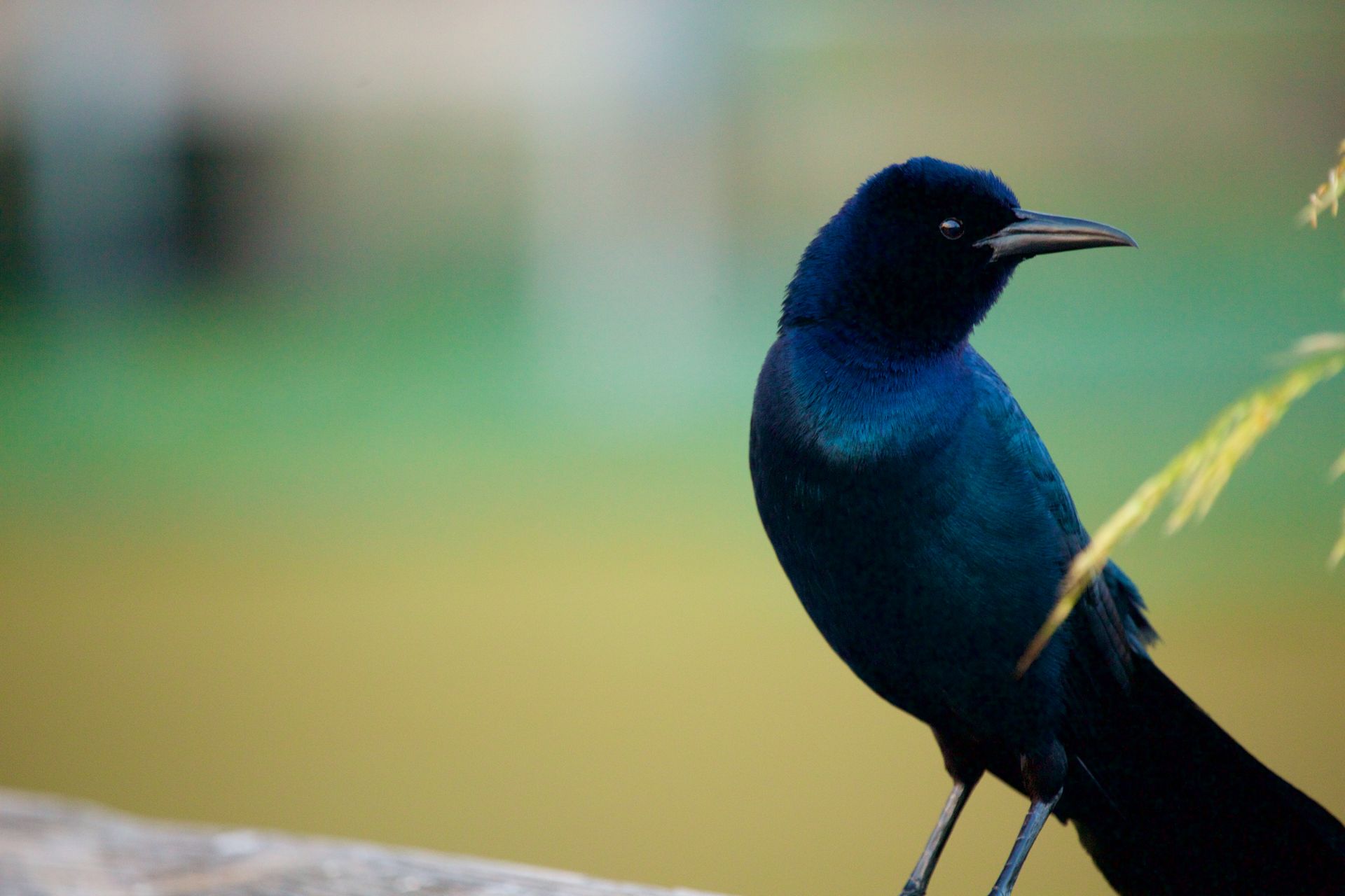 Sweetwater Wetlands Park