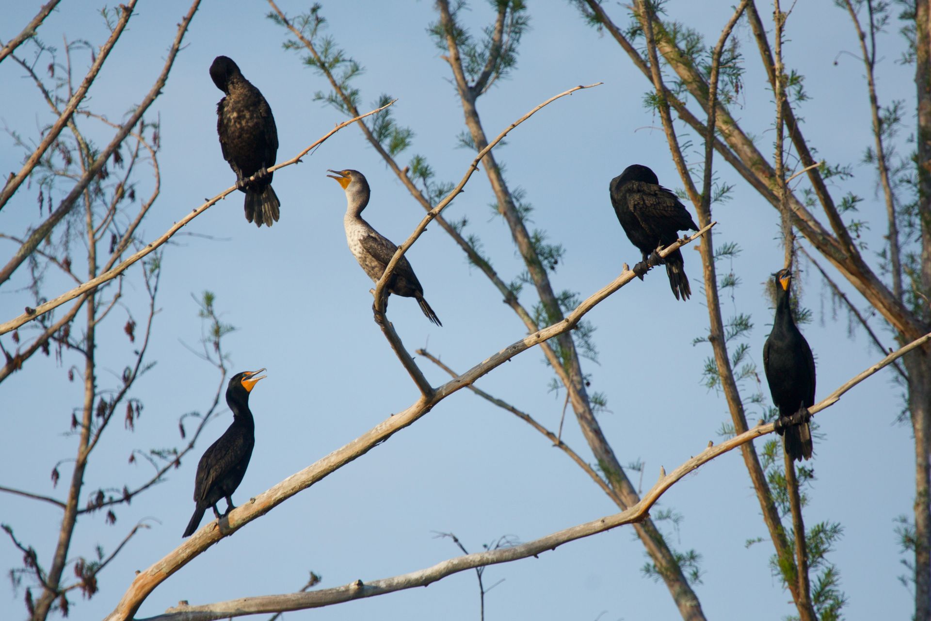Sweetwater Wetlands Park