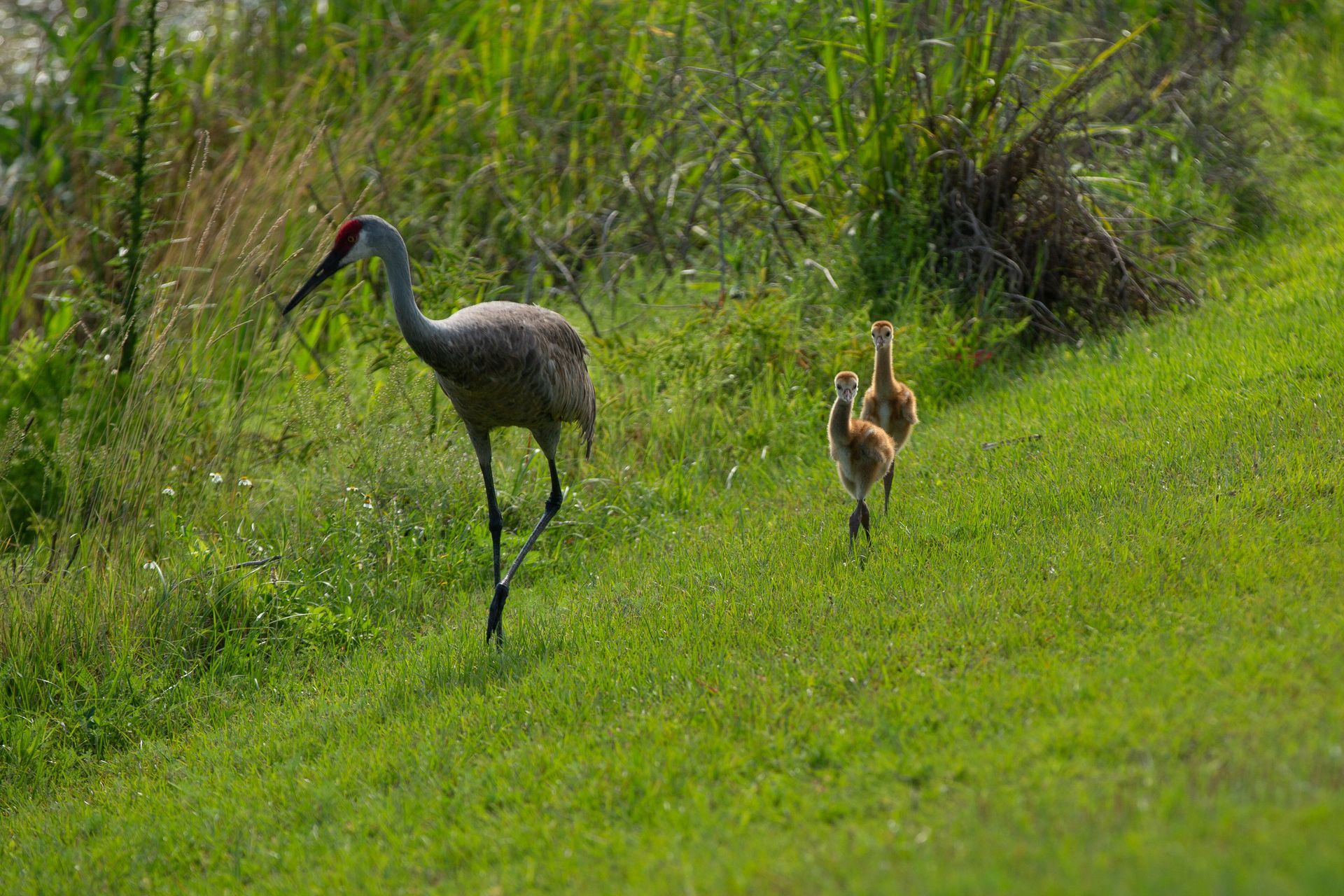 Sweetwater Wetlands Park