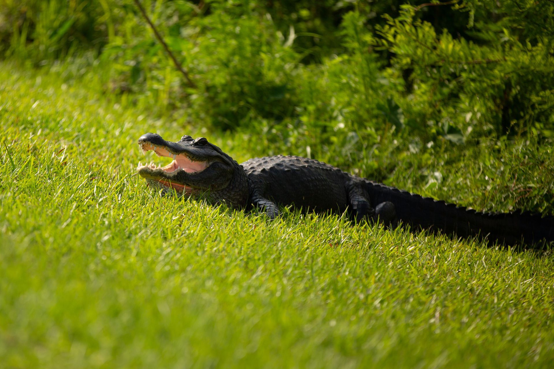 Sweetwater Wetlands Park