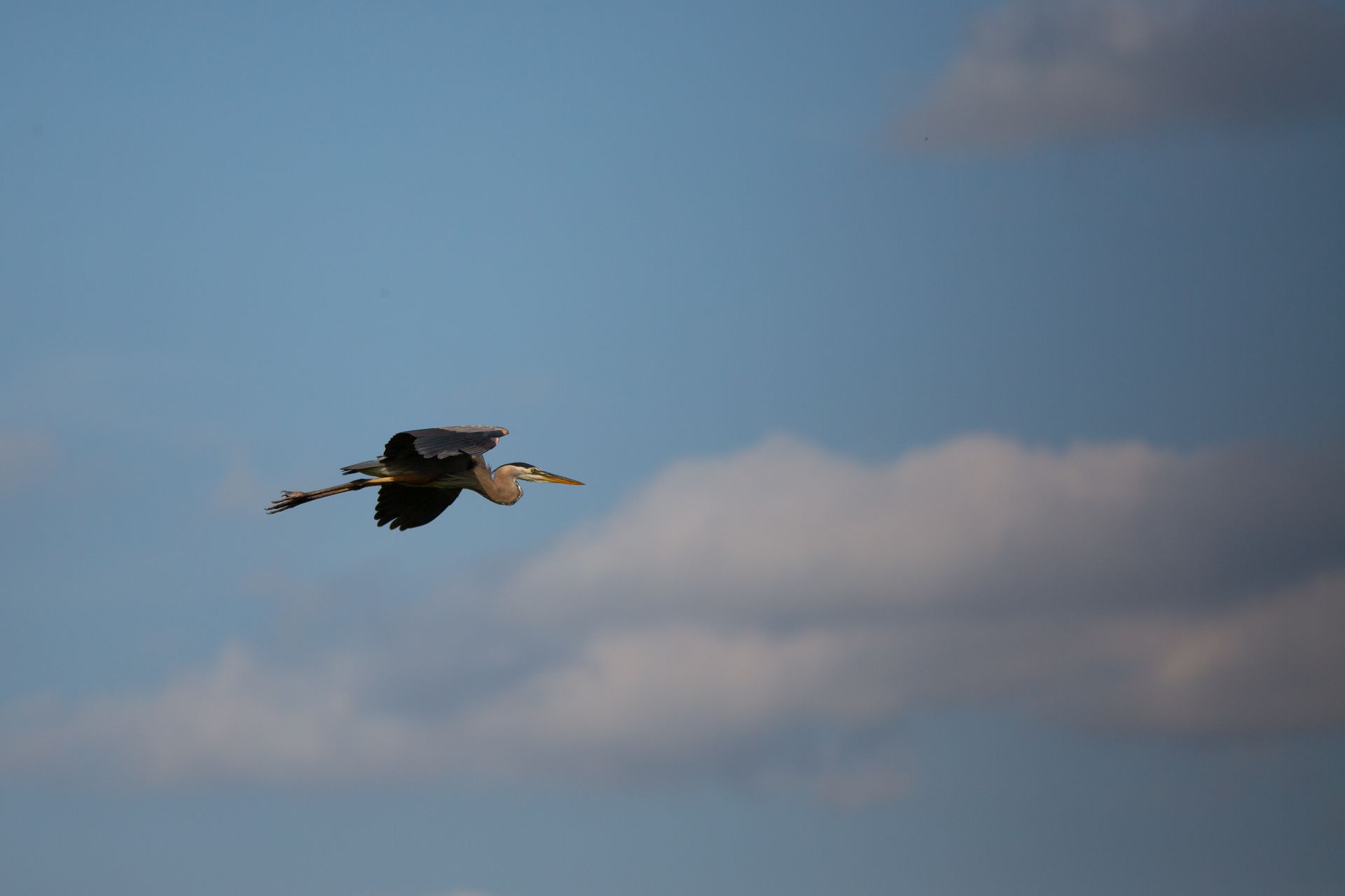 Sweetwater Wetlands Park