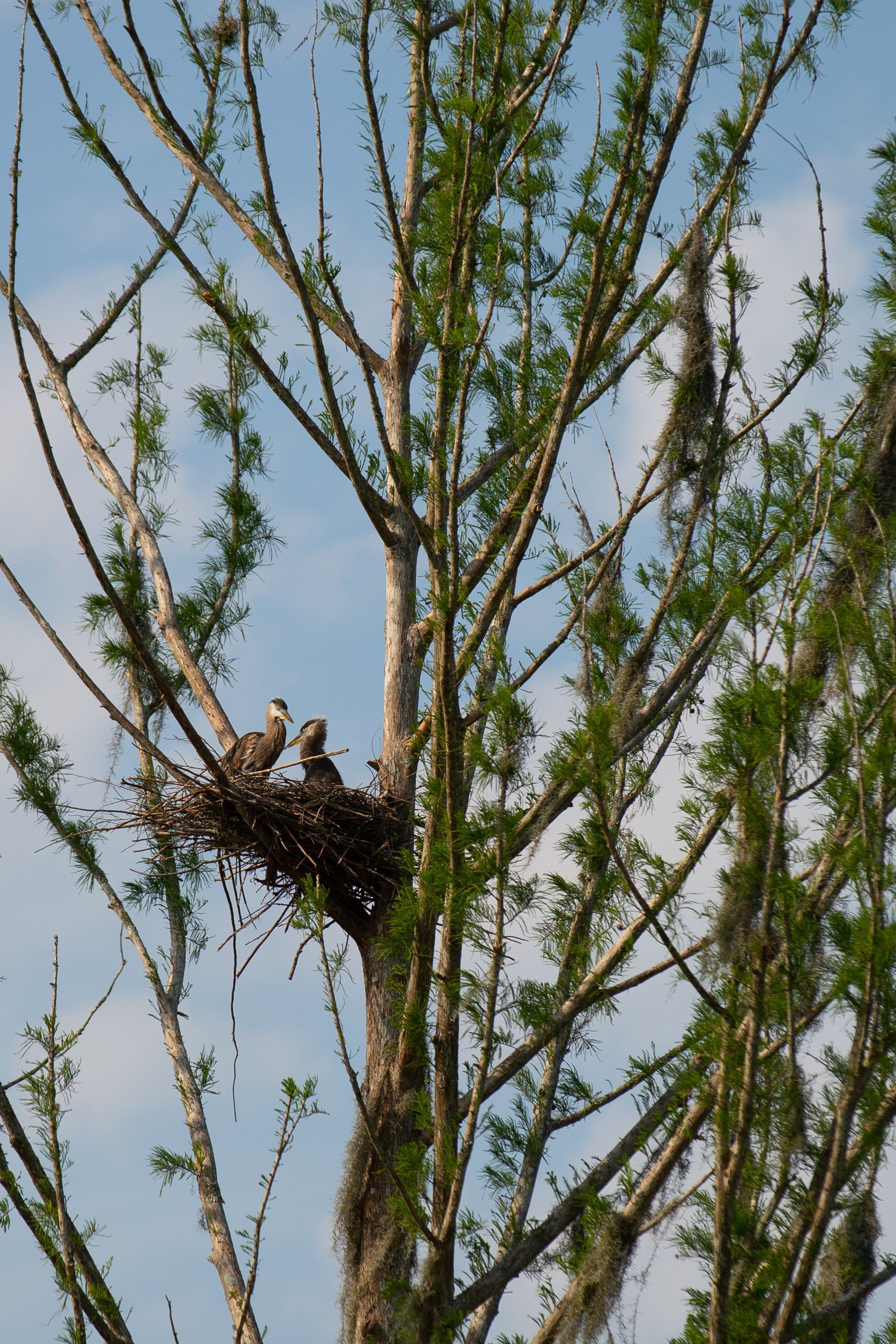 Sweetwater Wetlands Park