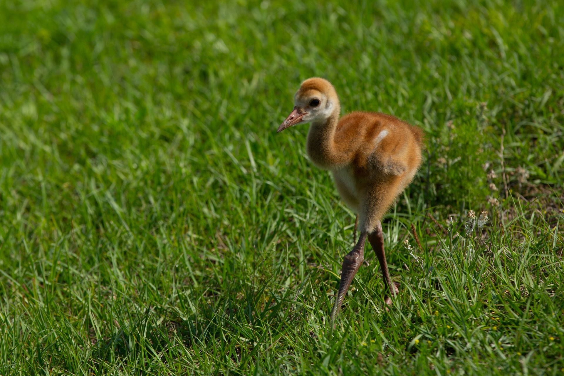 Sweetwater Wetlands Park