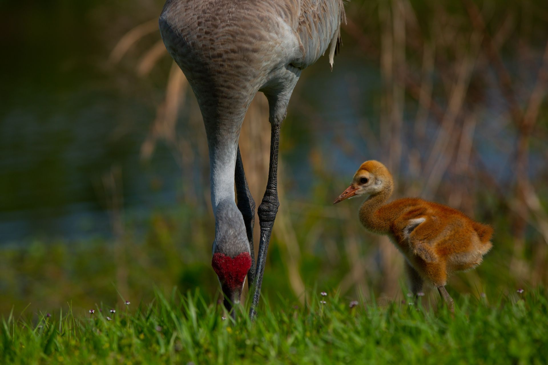Sweetwater Wetlands Park