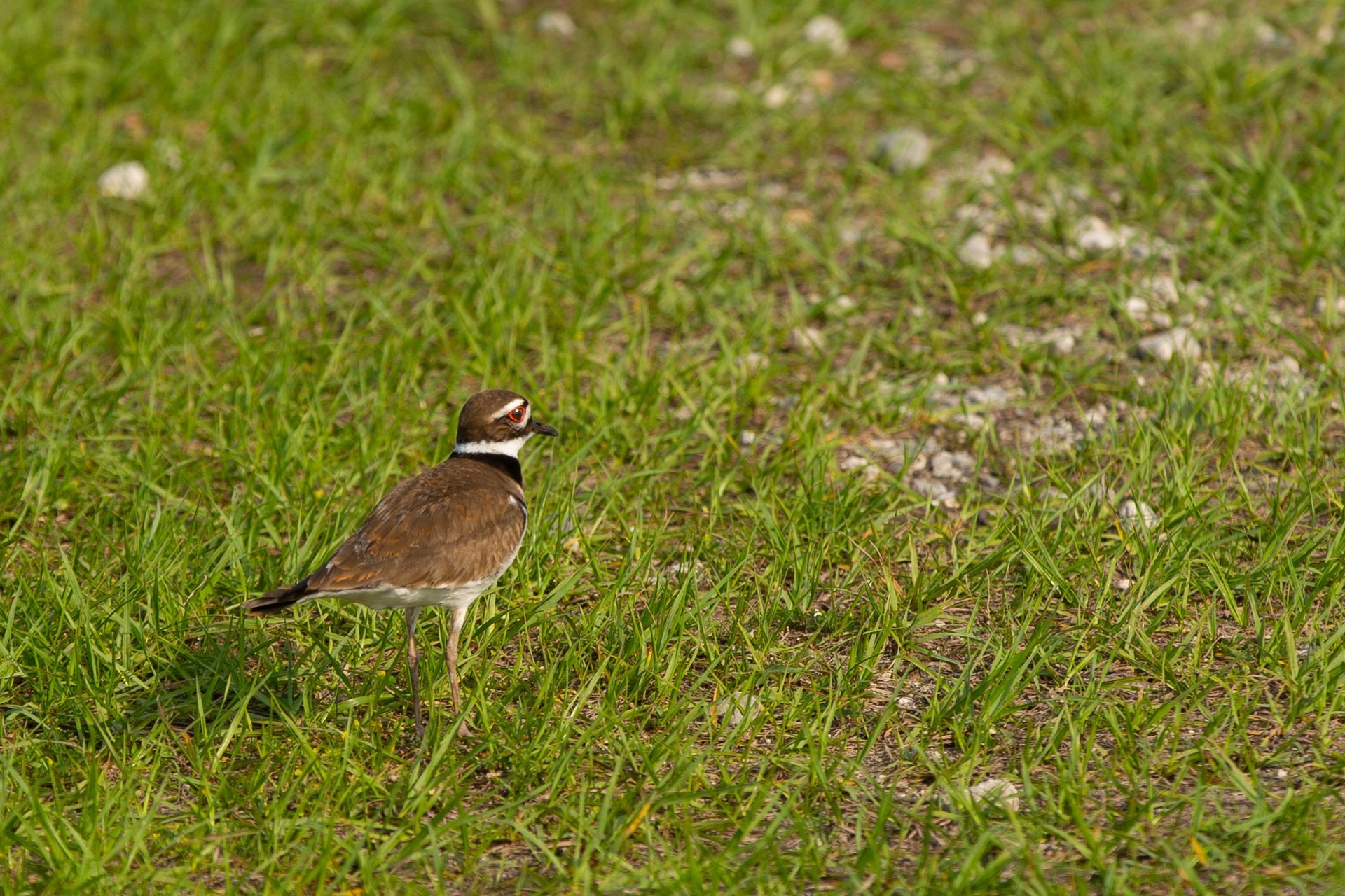 Sweetwater Wetlands Park