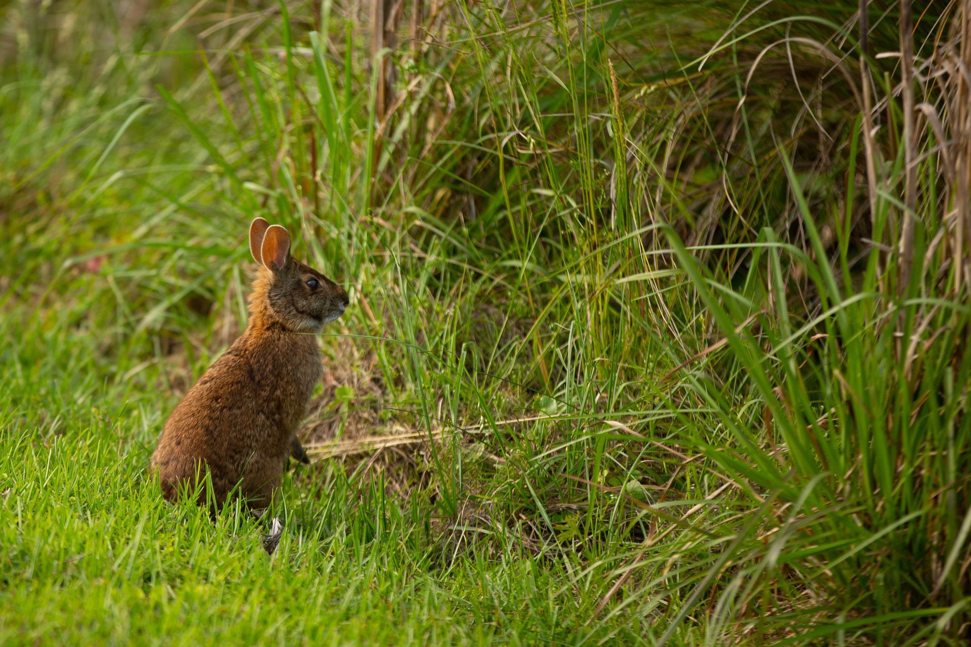 A wild rabbit looking at a pond in Sweetwater Wetlands Park.