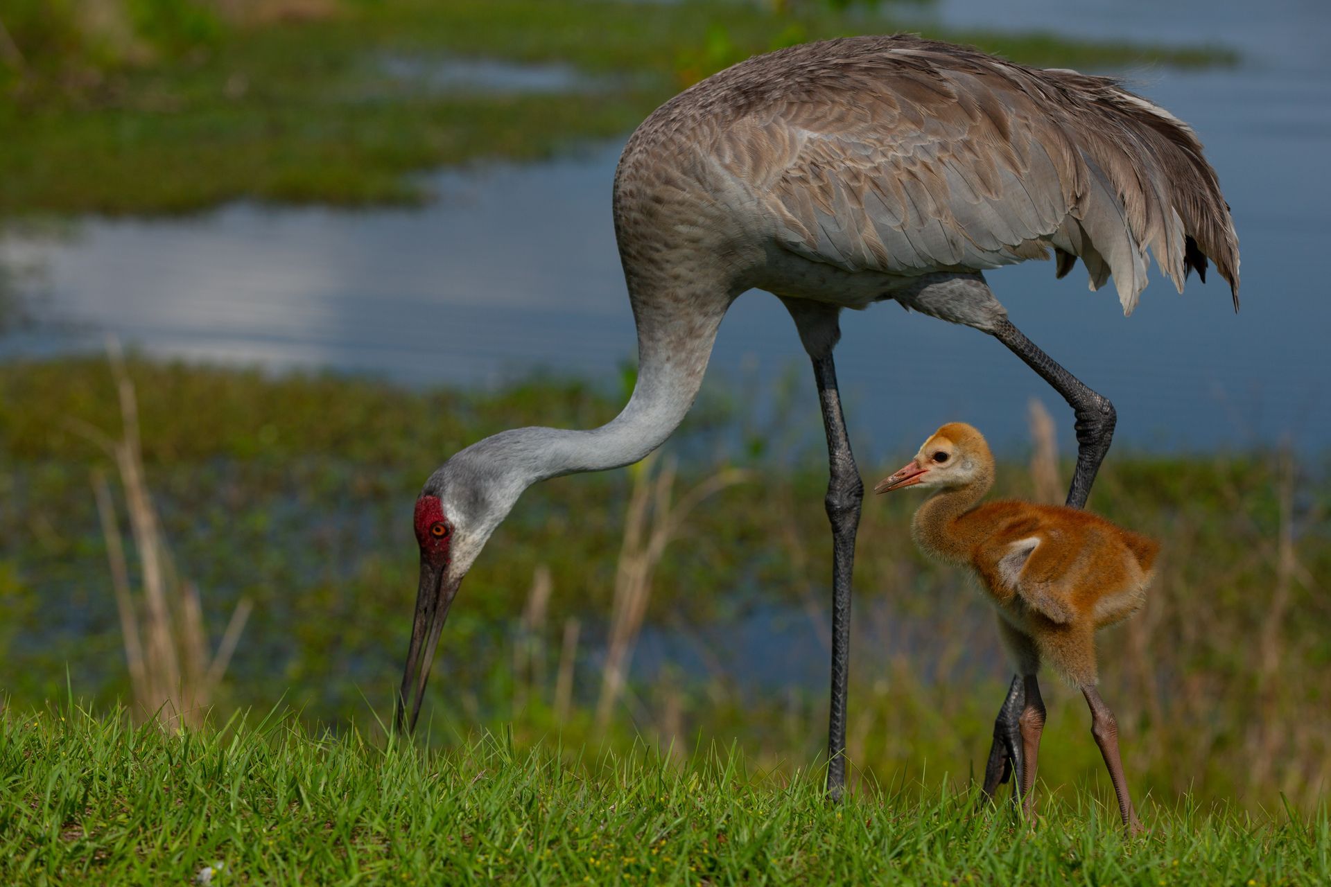 A sandhill crane and its baby at Sweetwater Wetlands Park.