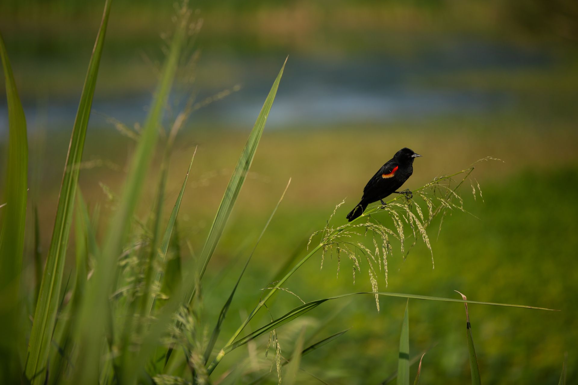 Sweetwater Wetlands Park
