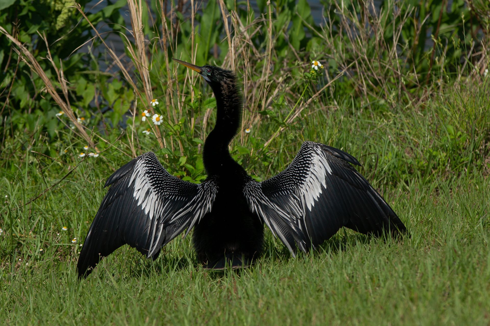 Sweetwater Wetlands Park