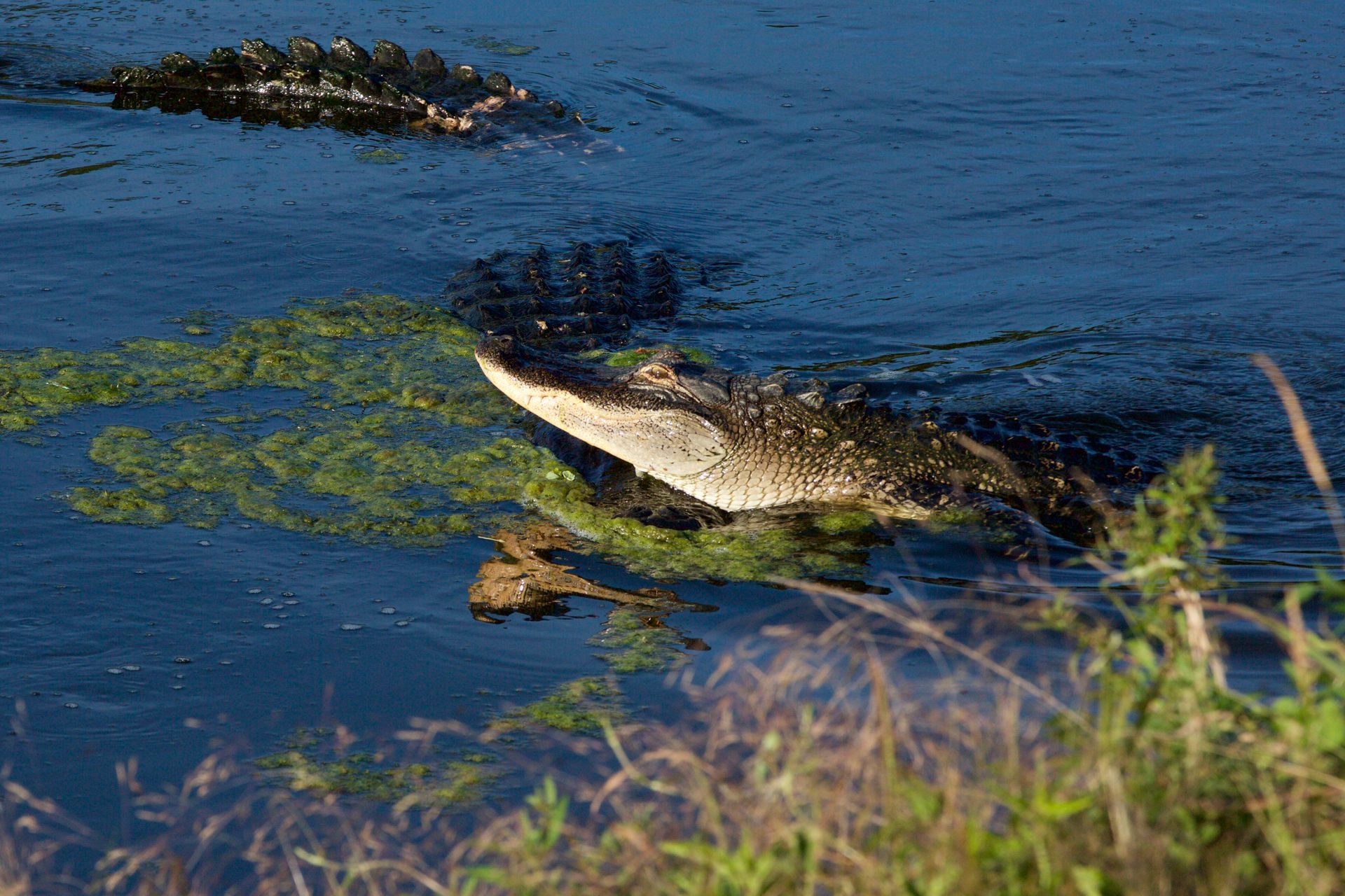 A male and female alligator during mating season at Sweetwater Wetlands Park.