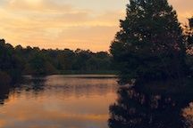 A night view of Lake Alice on UF Campus.