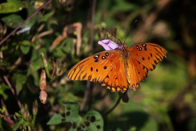 Things to do - Gainesville FL!