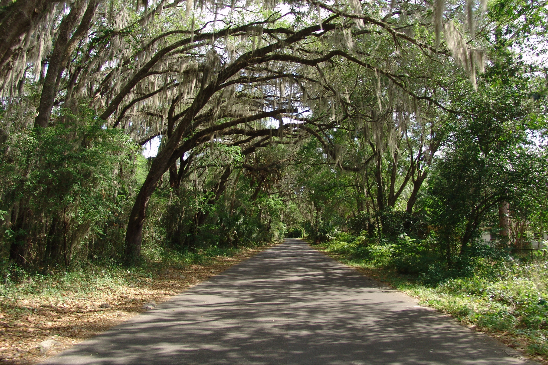 THE BEST NATURE PARKS IN GAINESVILLE, FL: BISON, DEER, BIRDING, BIRDS