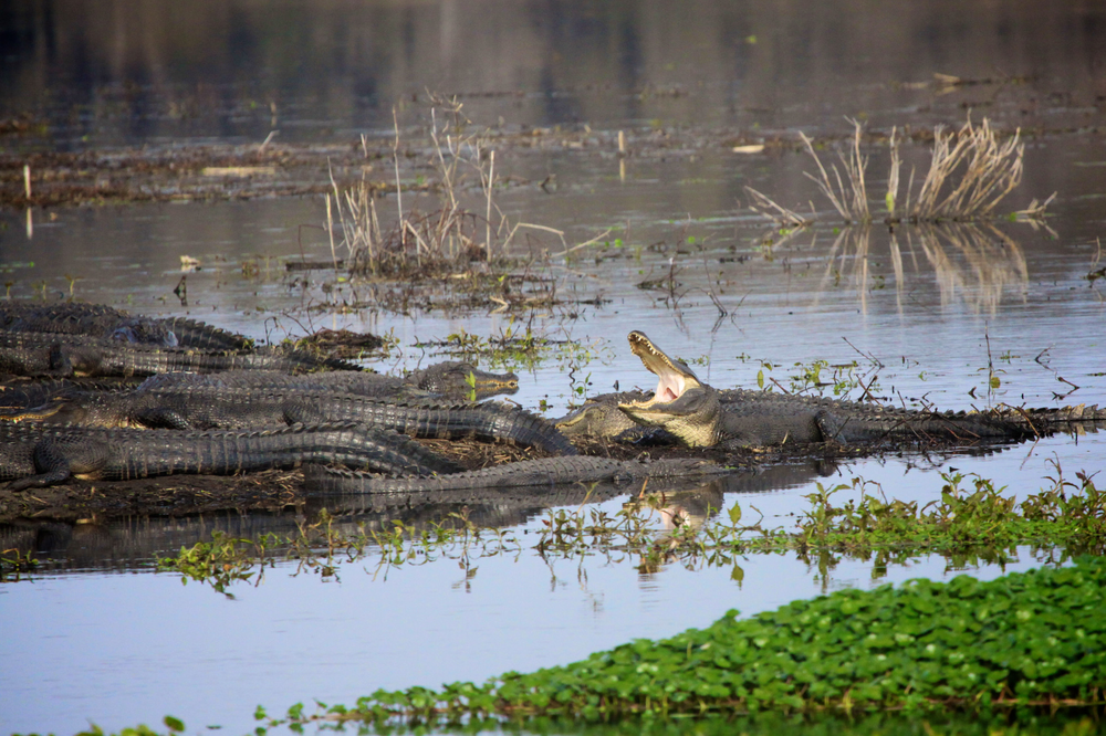Budget Friendly - in Gainesville FL