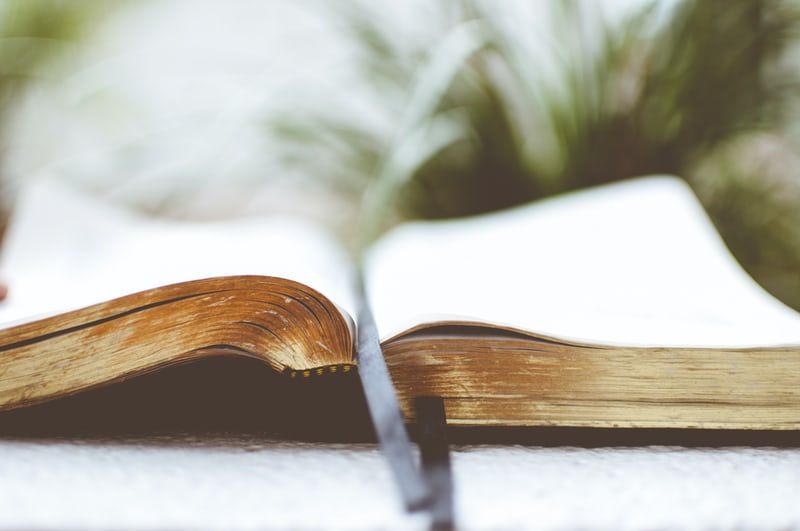 A close up of an open bible with a plant in the background.