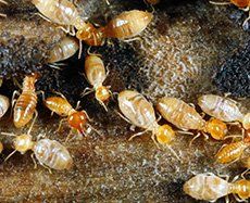 Termites — Pest Control in Henderson, NC