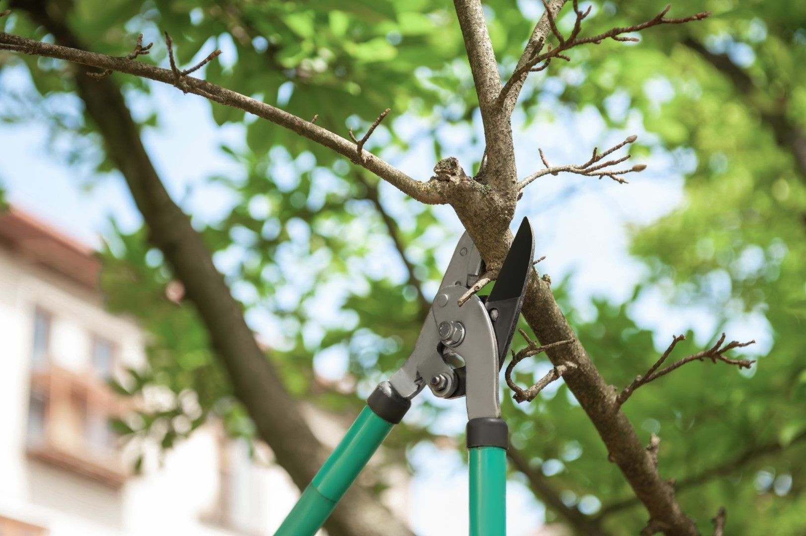 Pruning shears cutting a tree branch with a green handle in an outdoor setting.