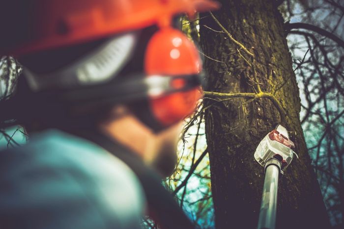 Arborist wearing safety gear, using a chainsaw on a tree trunk.