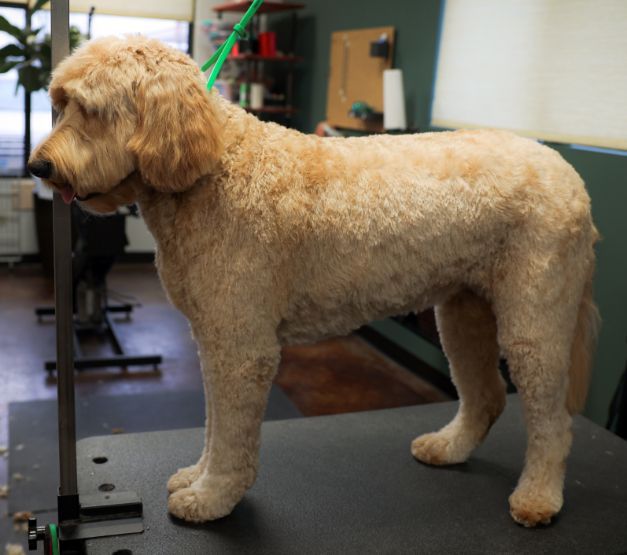 A dog with a green leash is standing on a grooming table