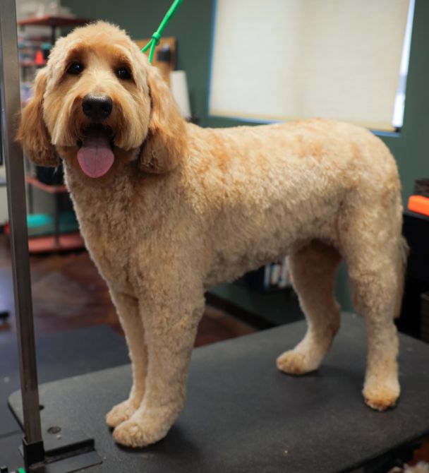 A dog with its tongue out is standing on a grooming table