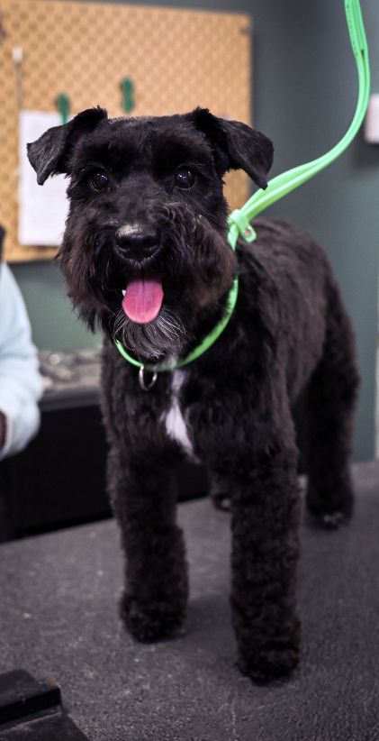 A small black dog wearing a green leash is standing on a table.