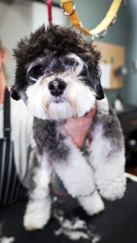 A small black and white dog is being groomed by a person.