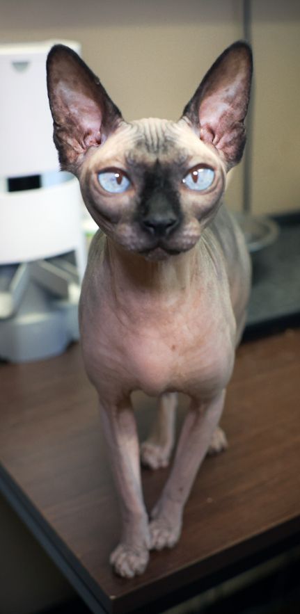 A hairless cat is standing on a wooden table and looking at the camera.