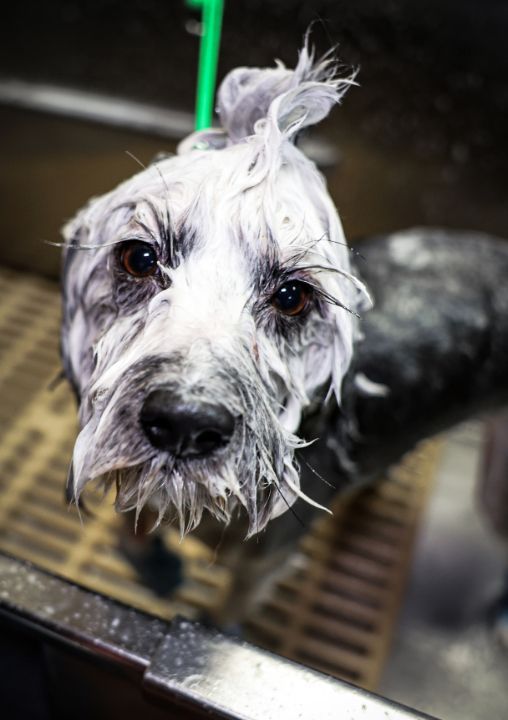 A small white dog is getting a bath in a sink.