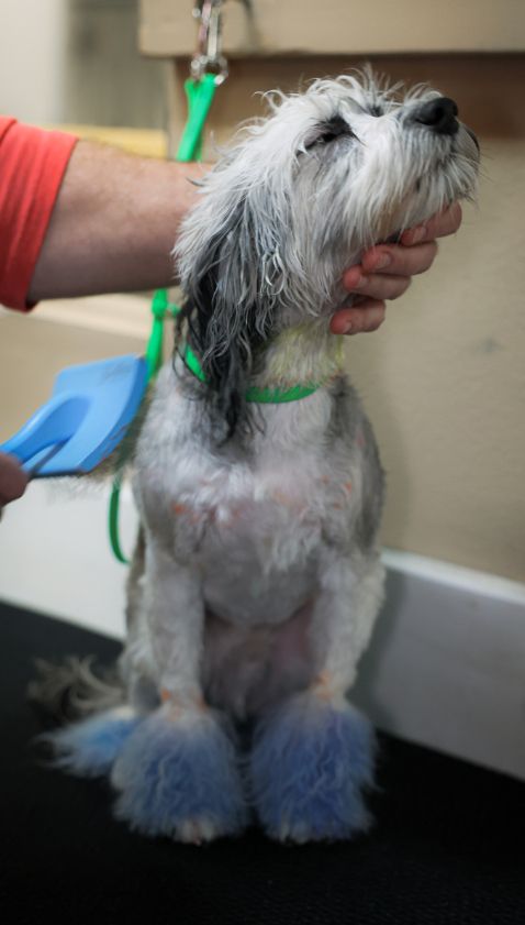 A person is brushing a small dog with a brush.