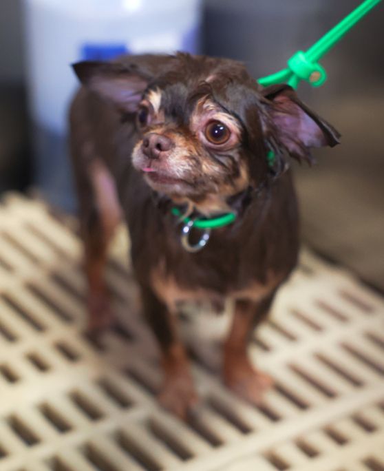 A small brown dog wearing a green collar and leash