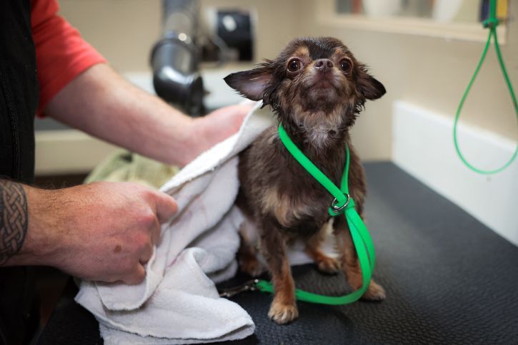 A person is grooming a small dog with a green leash.