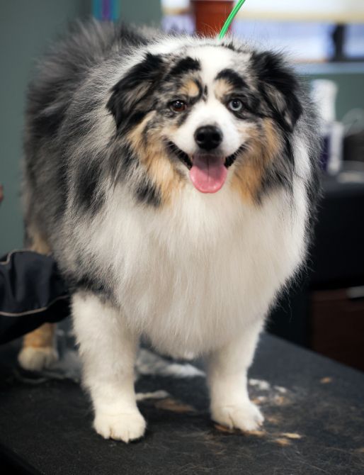 A dog standing on a table with its tongue out