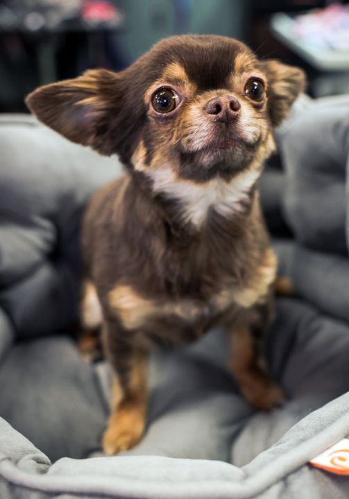 A small brown and white chihuahua dog is sitting in a dog bed and looking at the camera.