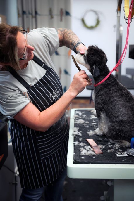 A woman is grooming a small black dog on a table.