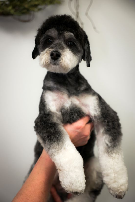 A person is holding a small black and white dog in their hands.