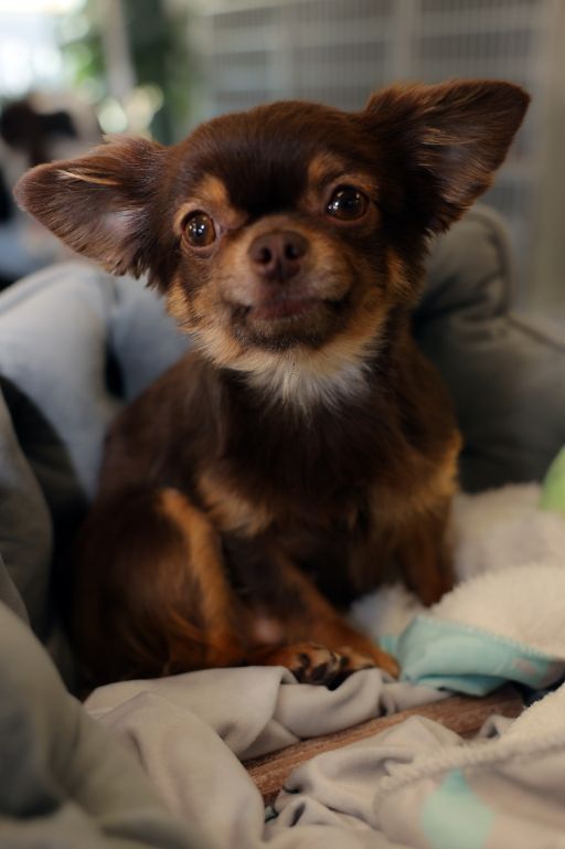 A small brown and white dog is sitting on a bed looking at the camera.