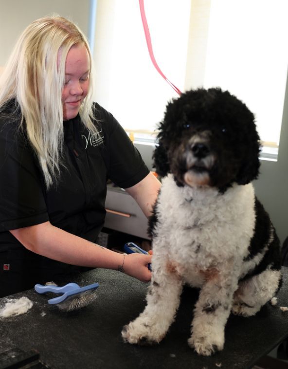 A woman in a black shirt is grooming a black and white dog