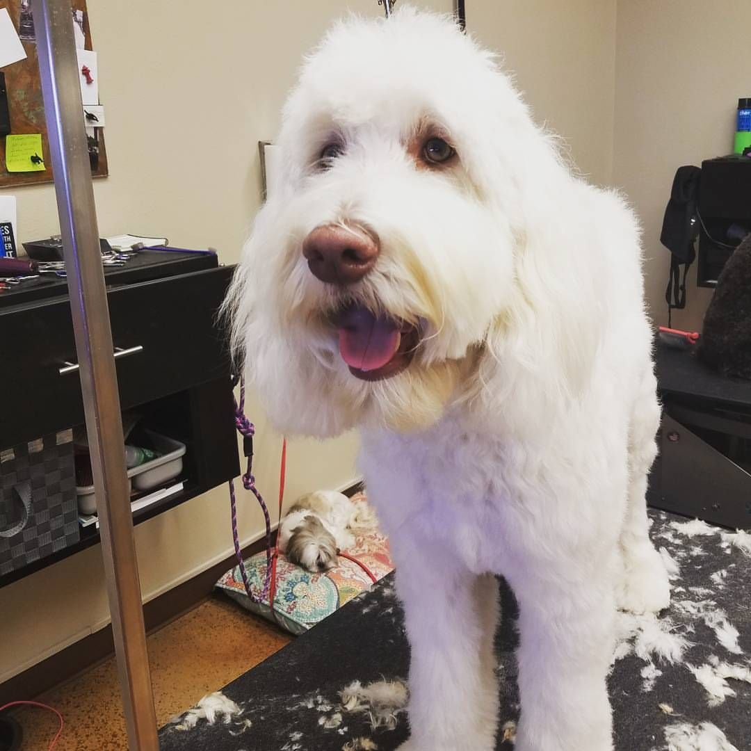 A white dog is sitting on a table with its tongue out