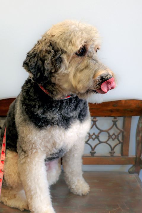 A small dog is sitting on a bench with its tongue out.