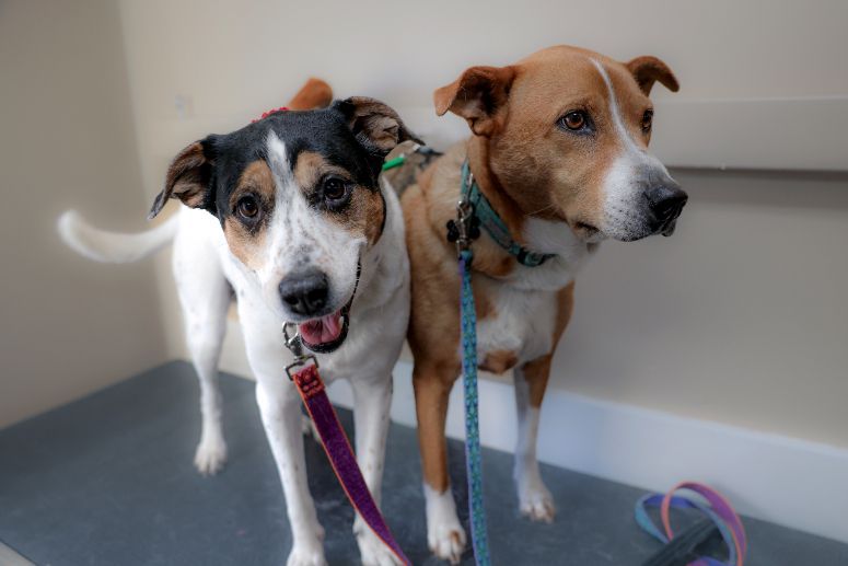 Two dogs are standing next to each other on a leash.