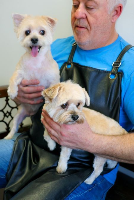 A man in an apron is holding two small dogs