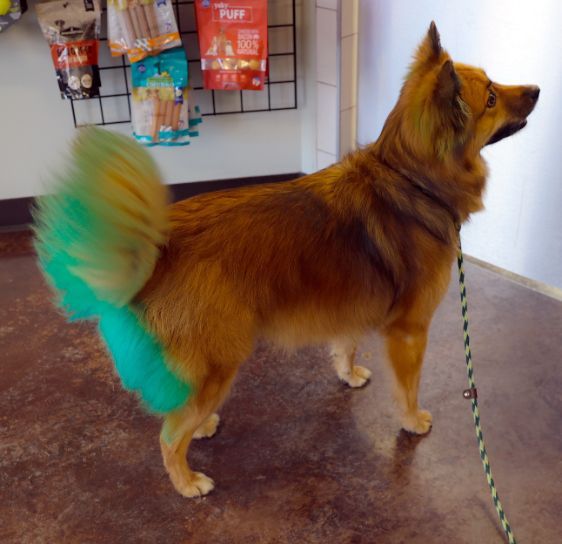 A brown dog with a green tail is on a leash