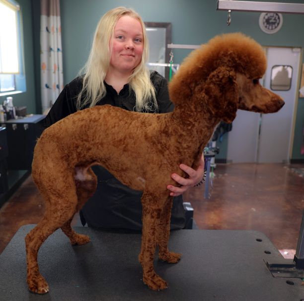 A woman is holding a brown poodle on a table